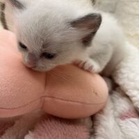 画像21394：メインクーン<br>ヴィヴィコ　きいろちゃん
