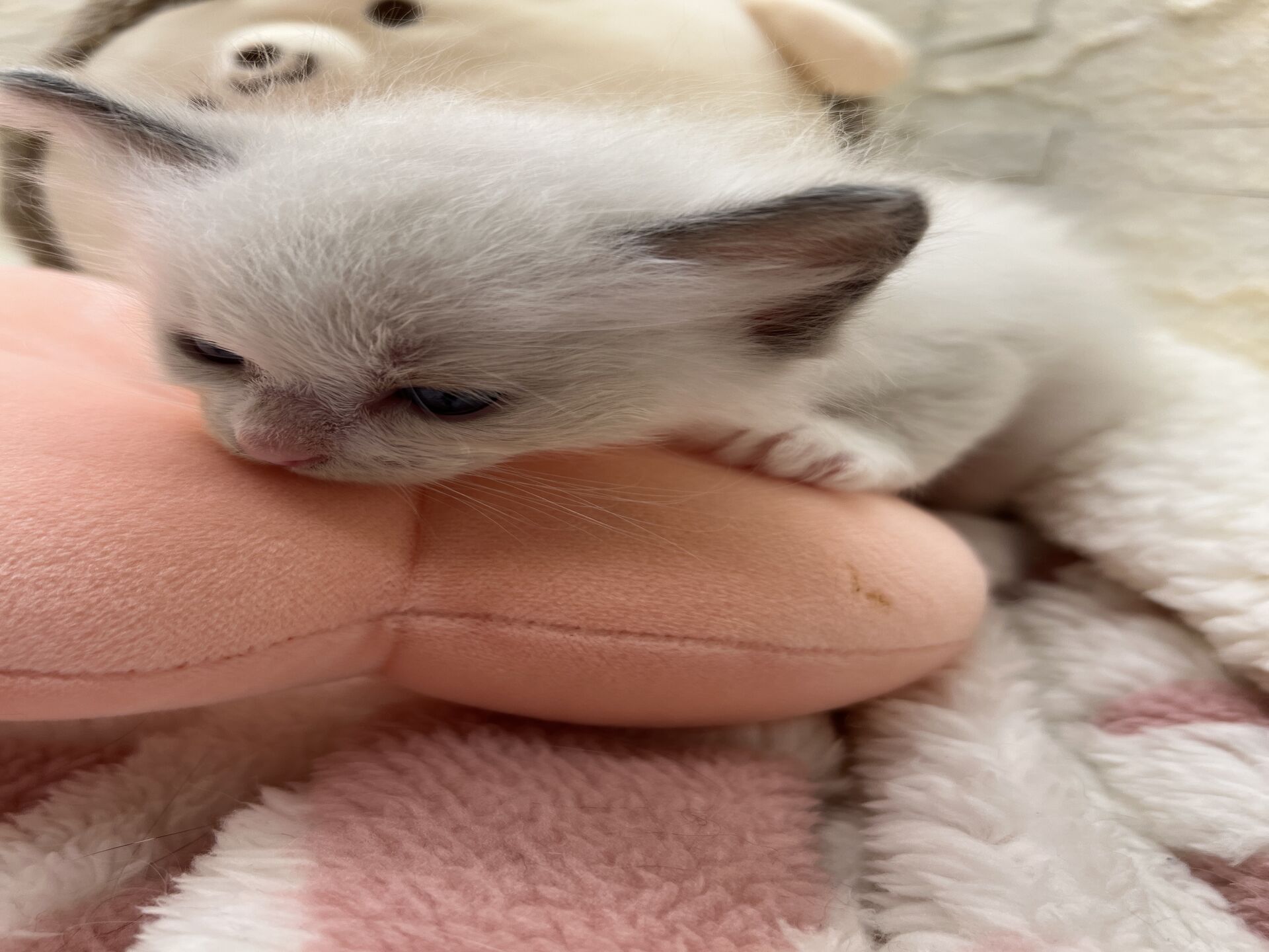 メインクーンヴィヴィコ　きいろちゃん