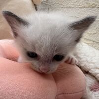 画像21395：メインクーン<br>ヴィヴィコ　きいろちゃん