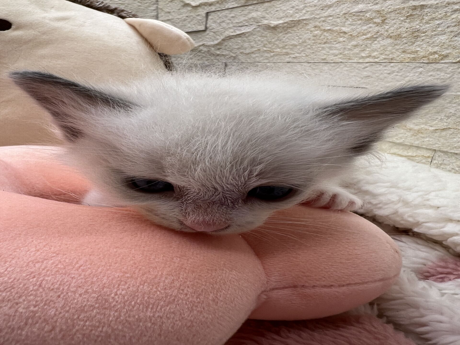 メインクーンヴィヴィコ　きいろちゃん