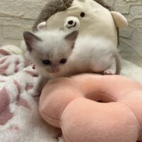 画像21396：メインクーン<br>ヴィヴィコ　きいろちゃん
