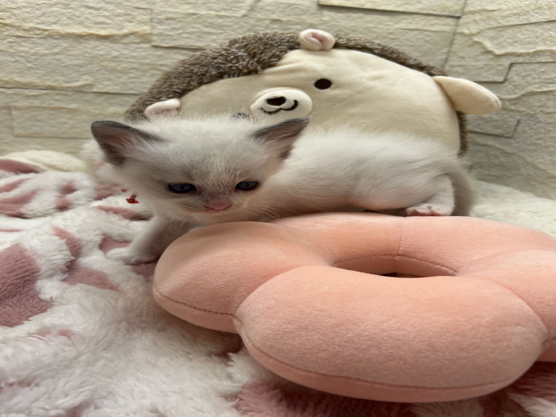 メインクーンヴィヴィコ　きいろちゃん