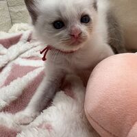 画像21397：メインクーン<br>ヴィヴィコ　きいろちゃん