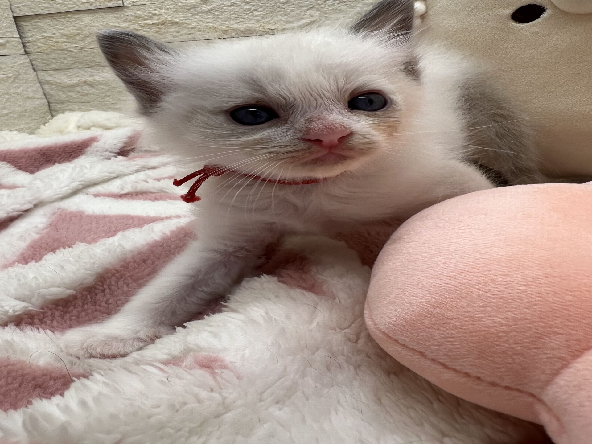 メインクーンヴィヴィコ　きいろちゃん