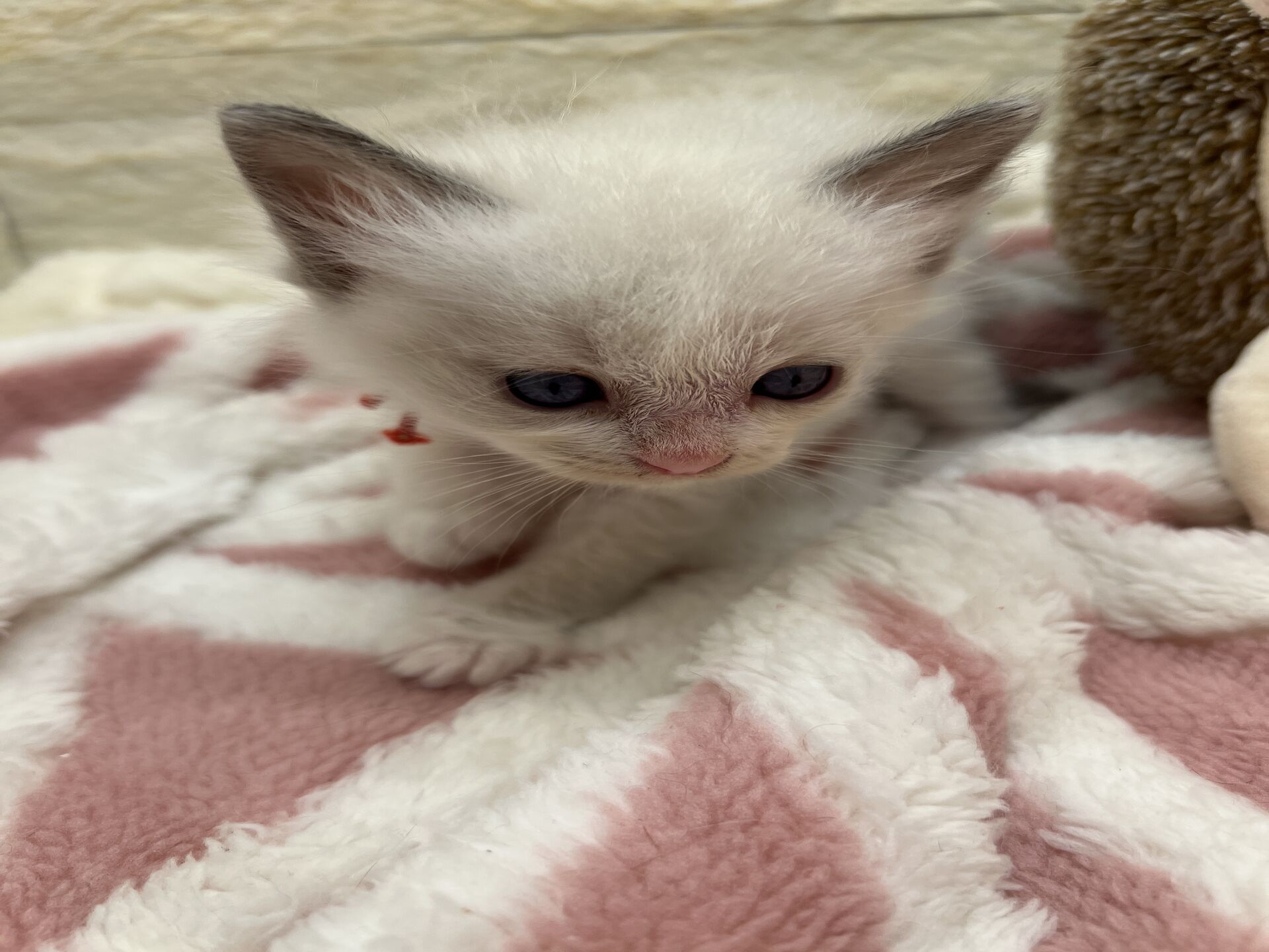 メインクーンヴィヴィコ　きいろちゃん