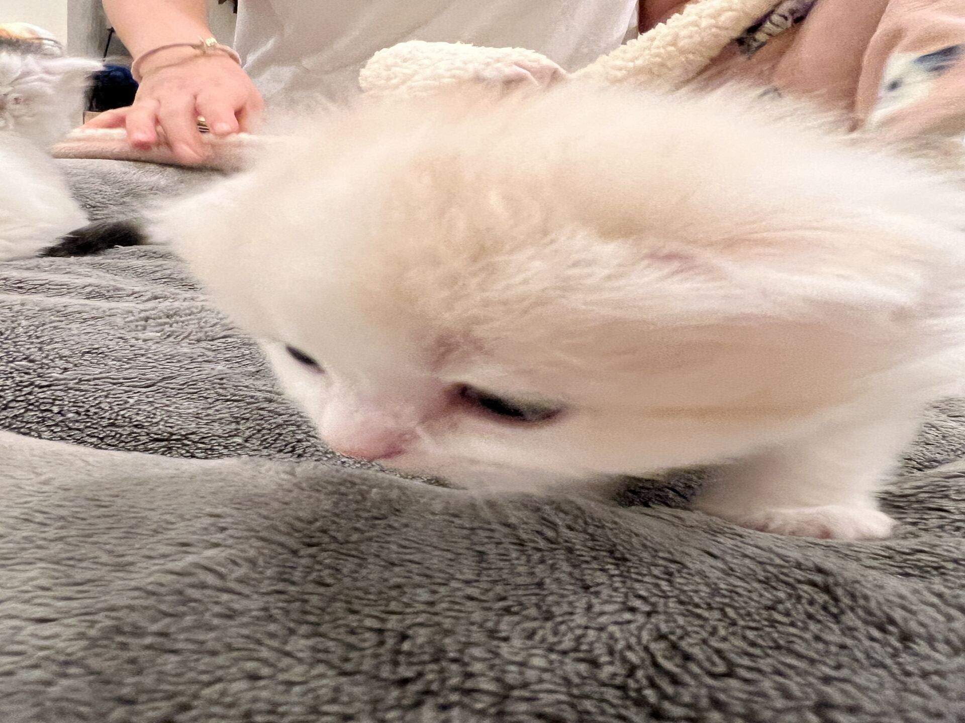 スコティッシュフォールドマリモ　ホワイトバンちゃん立ち耳