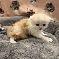 画像21576：スコティッシュフォールド<br>マリモ　ホワイトバンちゃん立ち耳