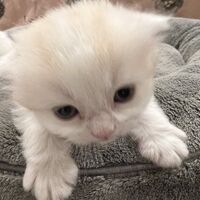 画像21578：スコティッシュフォールド<br>マリモ　ホワイトバンちゃん立ち耳