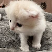 画像21579：スコティッシュフォールド<br>マリモ　ホワイトバンちゃん立ち耳