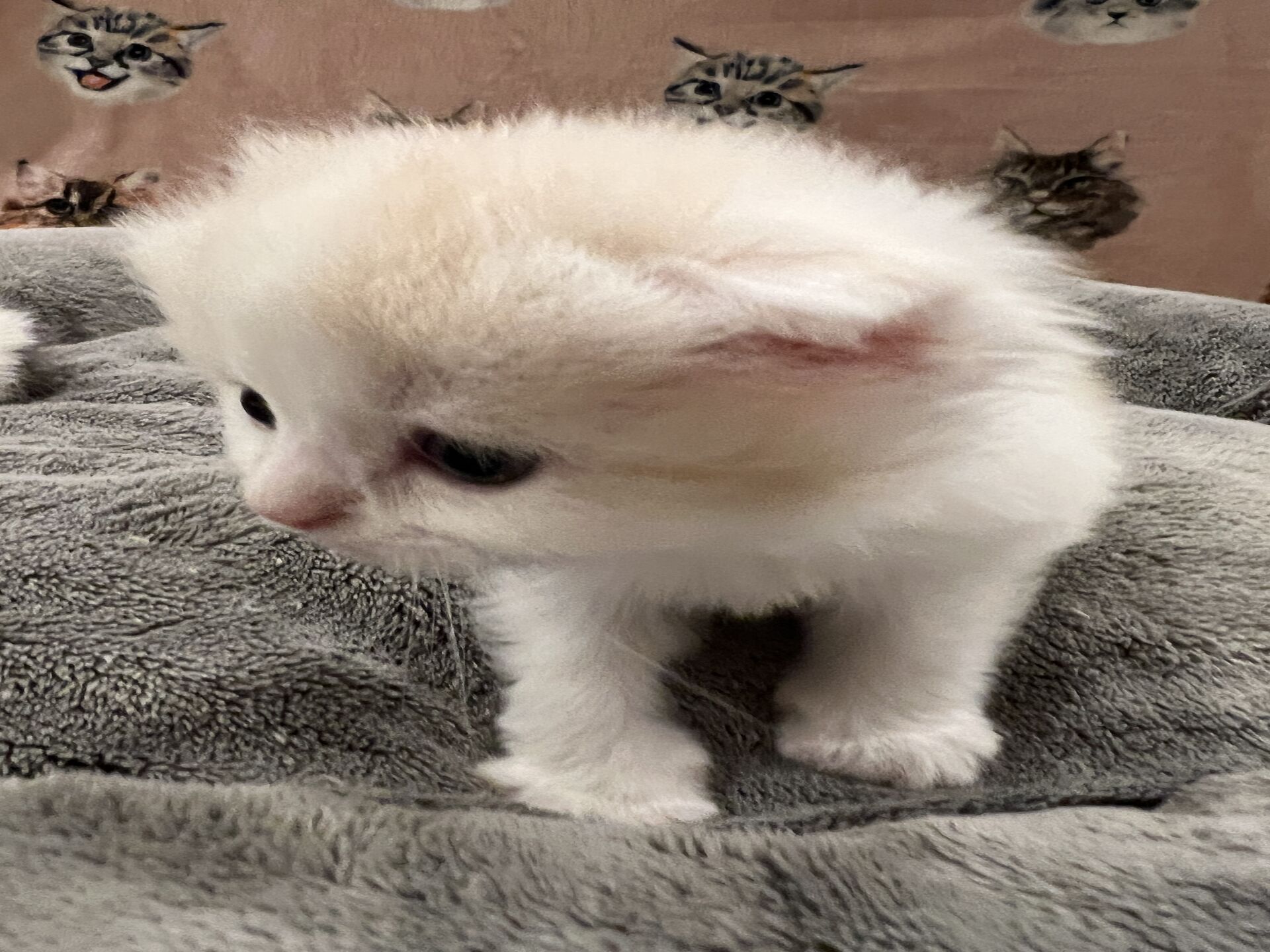 スコティッシュフォールドマリモ　ホワイトバンちゃん立ち耳
