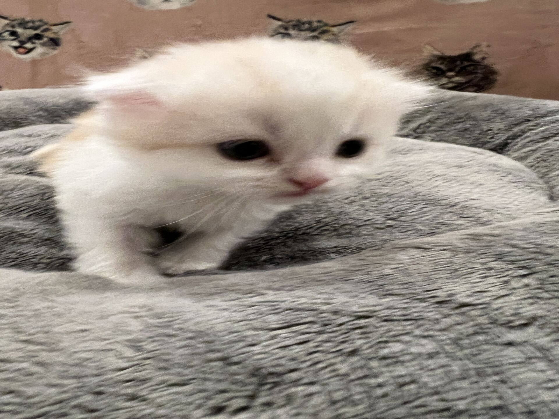 スコティッシュフォールドマリモ　ホワイトバンちゃん立ち耳