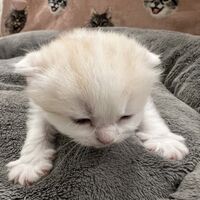 画像21584：スコティッシュフォールド<br>マリモ　ホワイトバンちゃん立ち耳