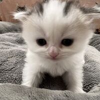 画像21599：スコティッシュフォールド<br>マリモ　ホワイトバンちゃん立ち耳