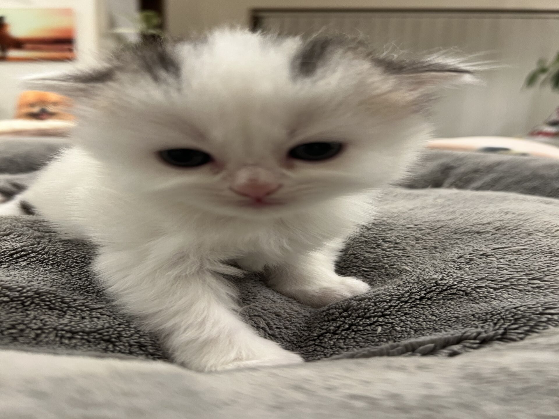 スコティッシュフォールドマリモ　ホワイトバンちゃん立ち耳