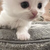 画像21601：スコティッシュフォールド<br>マリモ　ホワイトバンちゃん立ち耳