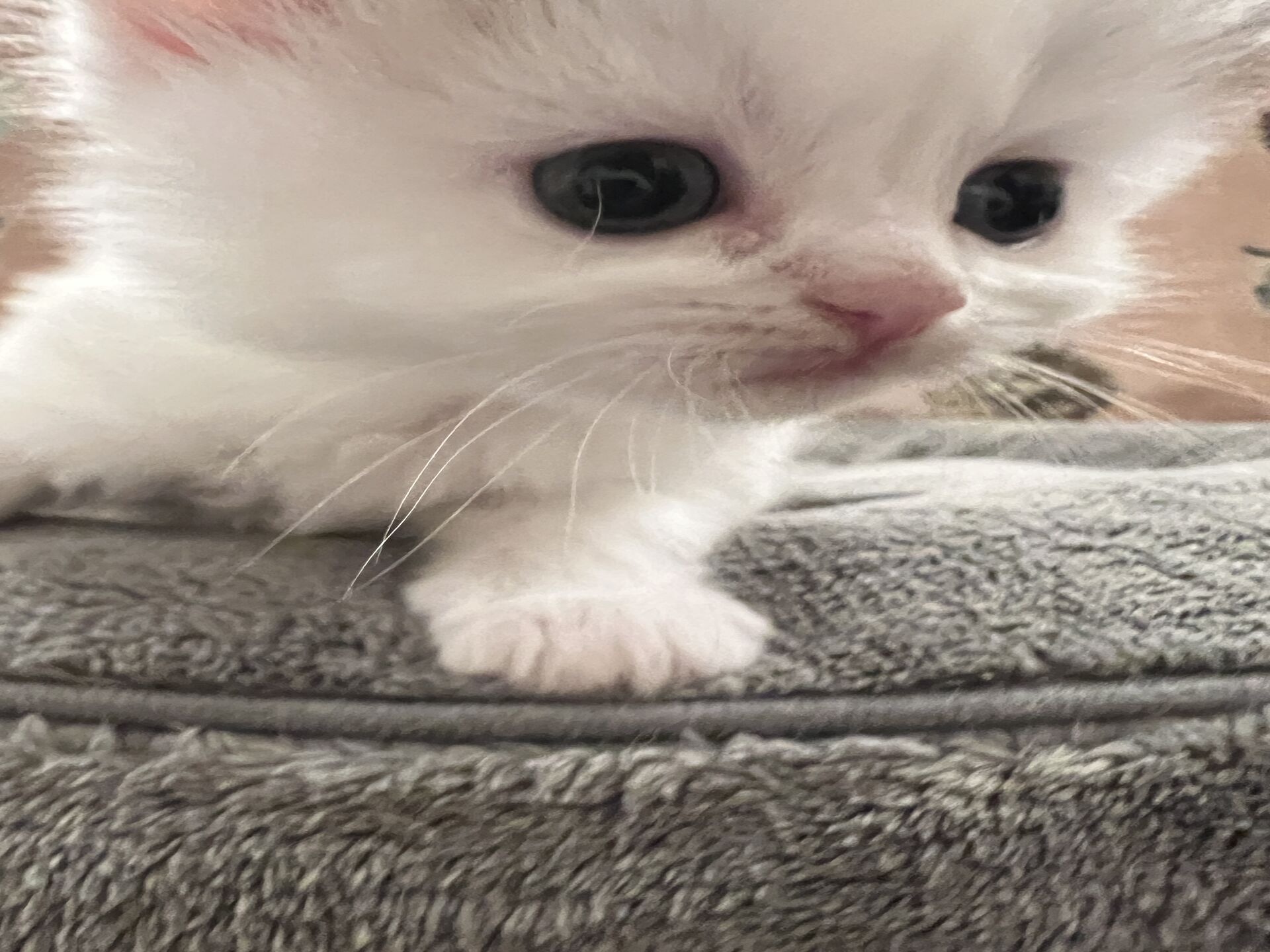 スコティッシュフォールドマリモ　ホワイトバンちゃん立ち耳