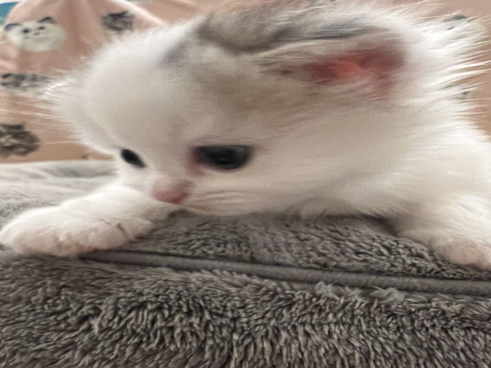 スコティッシュフォールドマリモ　ホワイトバンちゃん立ち耳