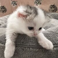画像21603：スコティッシュフォールド<br>マリモ　ホワイトバンちゃん立ち耳