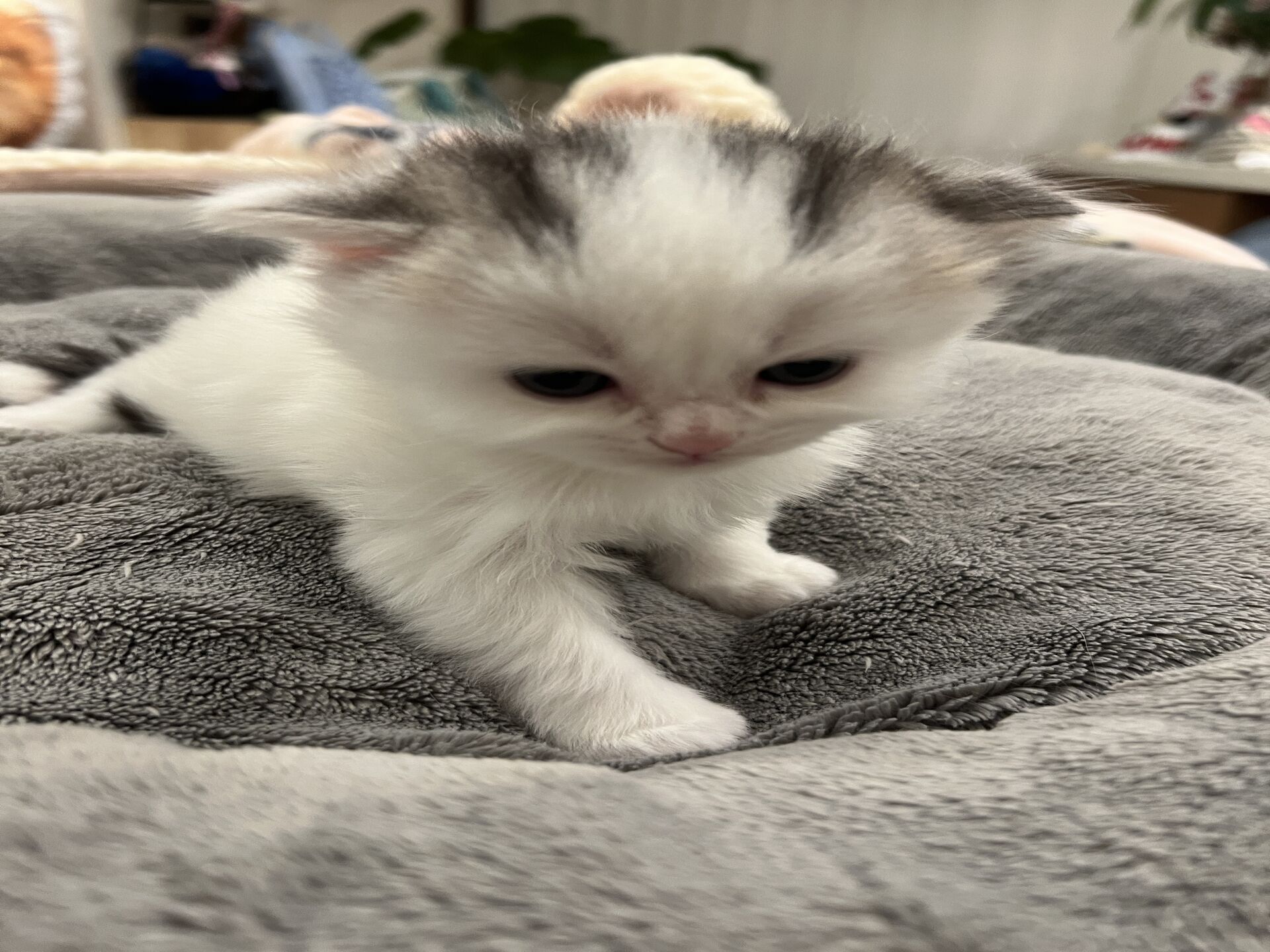 スコティッシュフォールドマリモ　ホワイトバンちゃん立ち耳