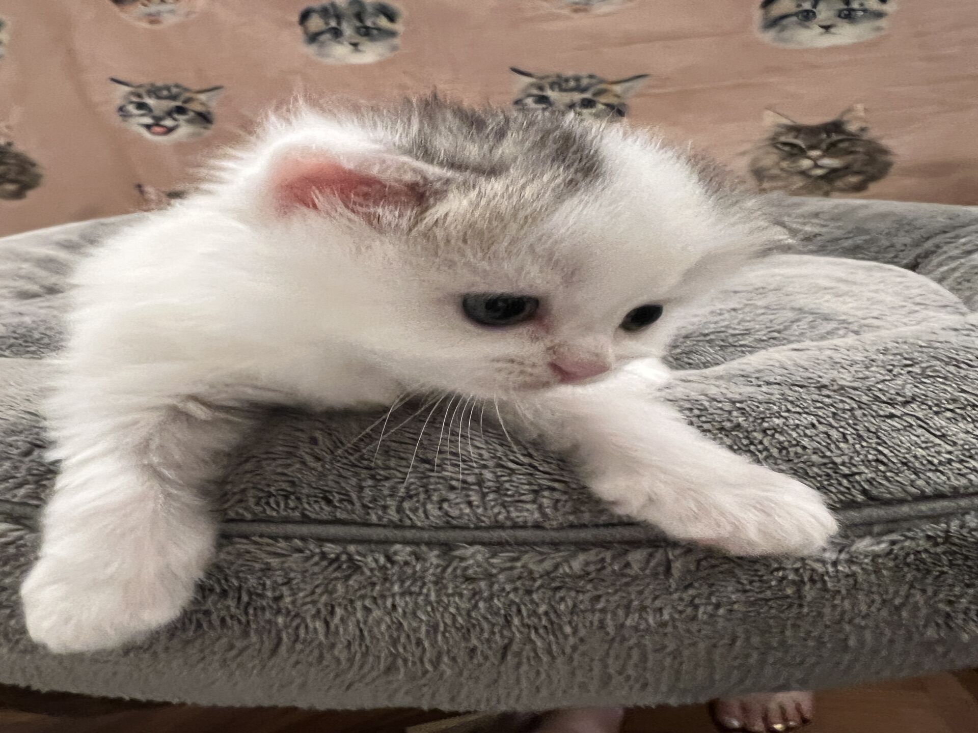 スコティッシュフォールドマリモ　ホワイトバンちゃん立ち耳