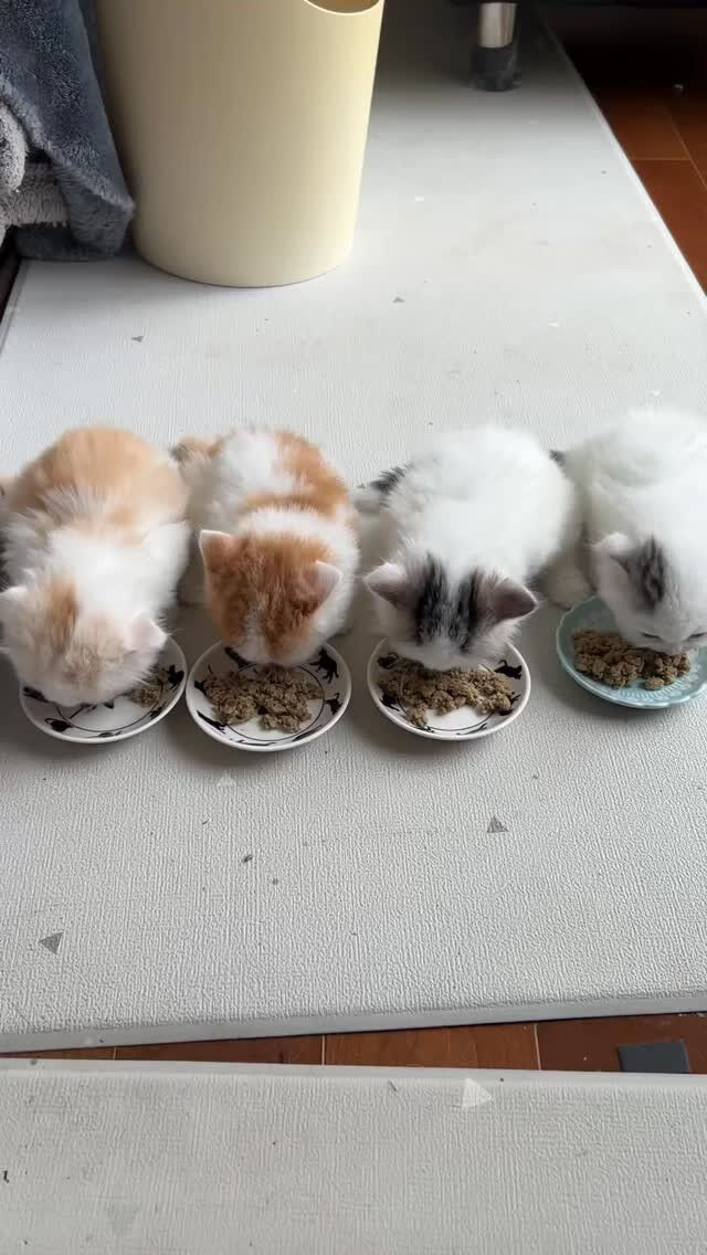 めっちゃ可愛くないですかー😍