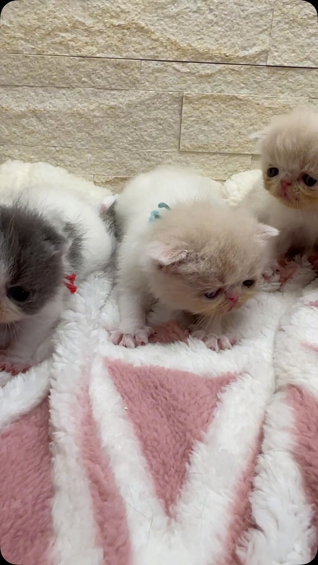 ぶさかわにゃんこ🥰エキゾチック😺魅力的😍