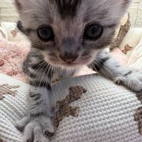画像22353：エキゾチックショートヘア<br>　オモチ　おれんじちゃん