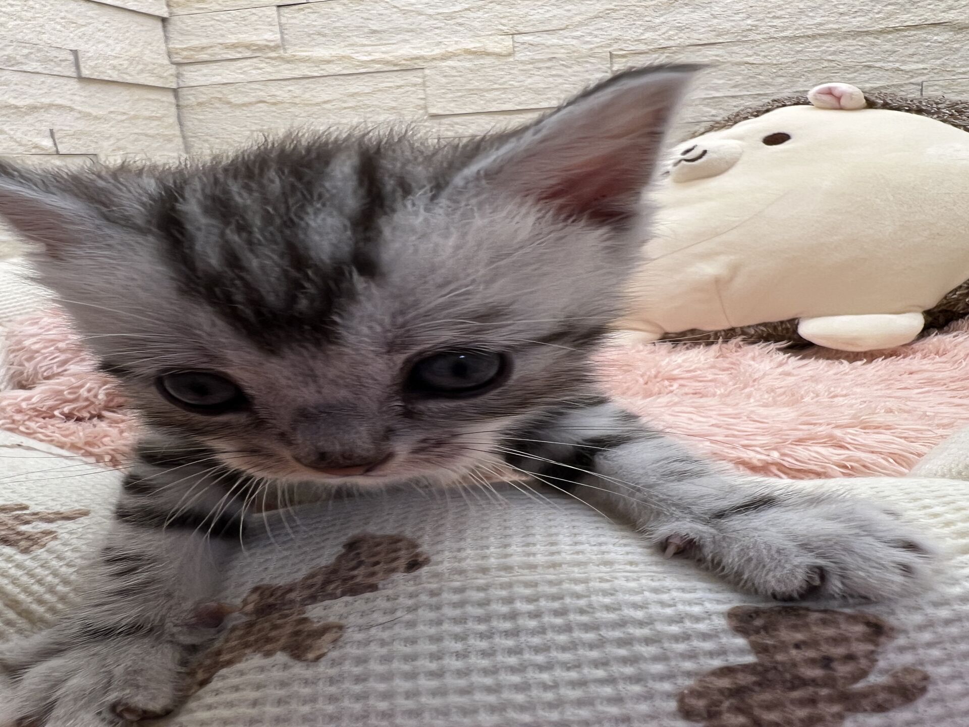 エキゾチックショートヘア　オモチ　おれんじちゃん