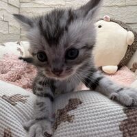 画像22355：エキゾチックショートヘア<br>　オモチ　おれんじちゃん