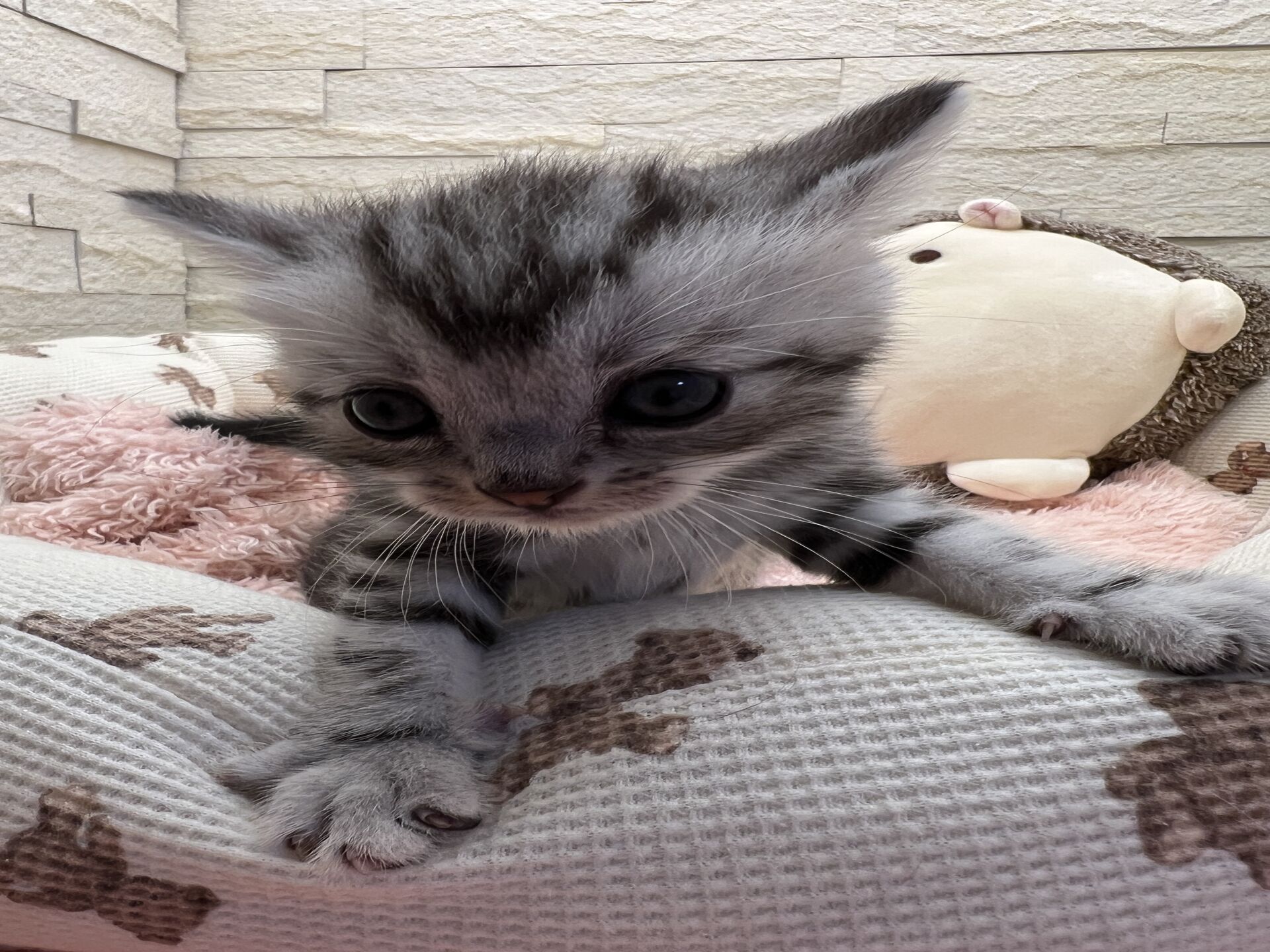 エキゾチックショートヘア　オモチ　おれんじちゃん