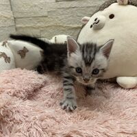 画像22356：エキゾチックショートヘア<br>　オモチ　おれんじちゃん