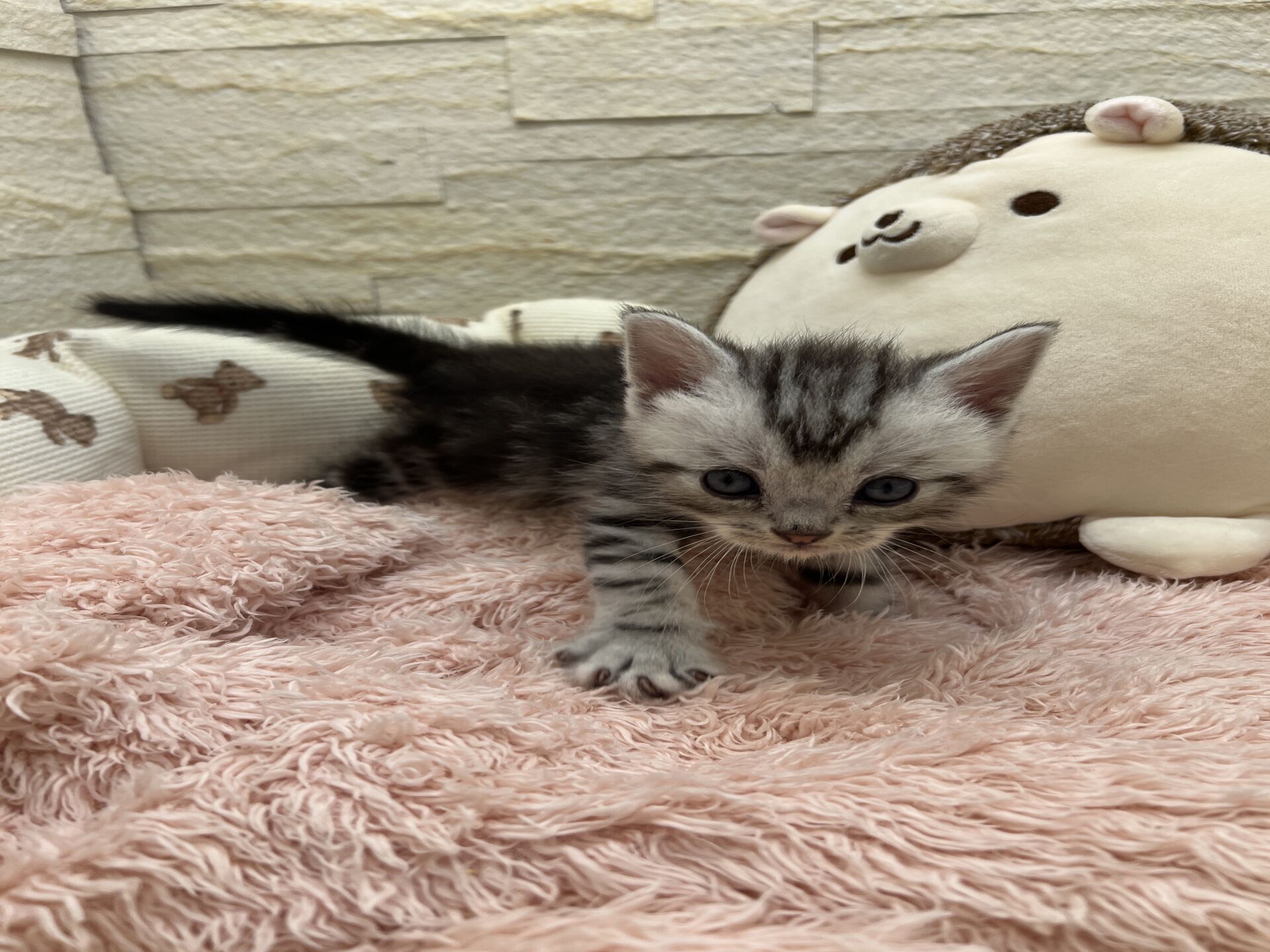 エキゾチックショートヘア　オモチ　おれんじちゃん