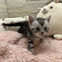 画像22357：エキゾチックショートヘア<br>　オモチ　おれんじちゃん