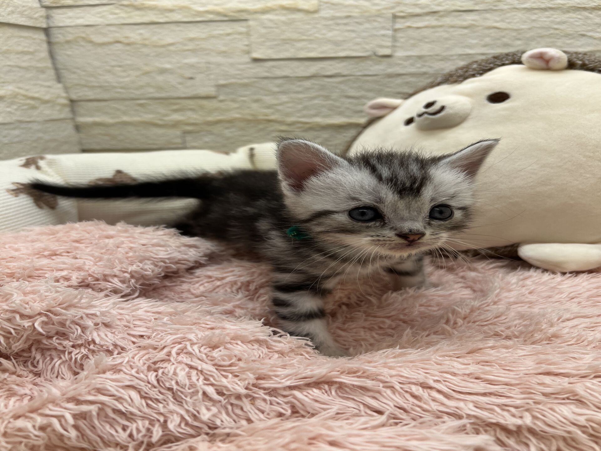 エキゾチックショートヘア　オモチ　おれんじちゃん