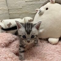 画像22358：エキゾチックショートヘア<br>　オモチ　おれんじちゃん