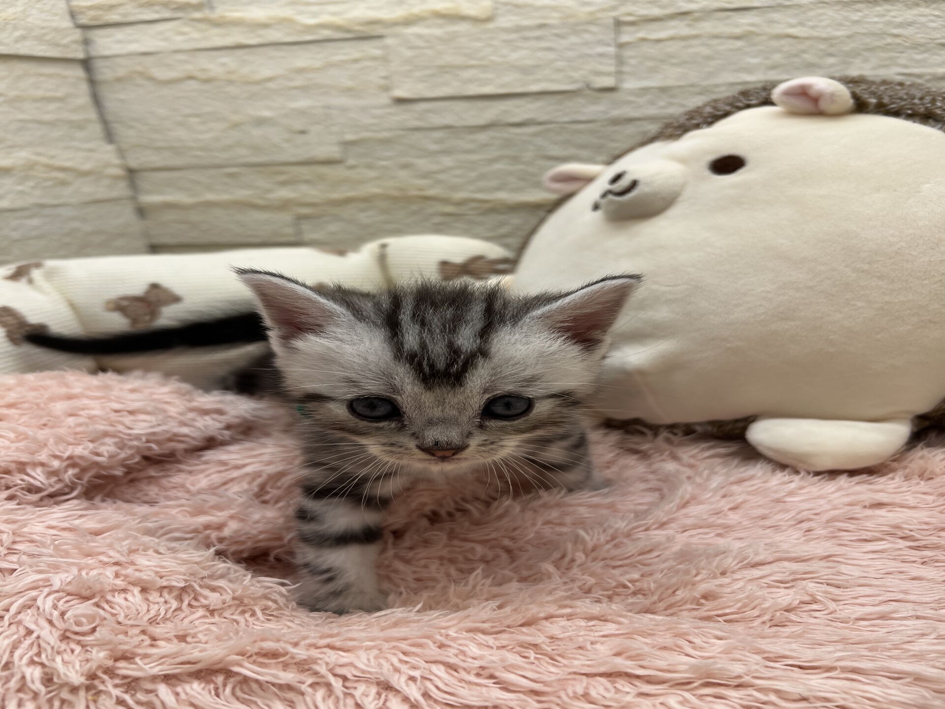 エキゾチックショートヘア　オモチ　おれんじちゃん