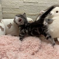 画像22359：エキゾチックショートヘア<br>　オモチ　おれんじちゃん