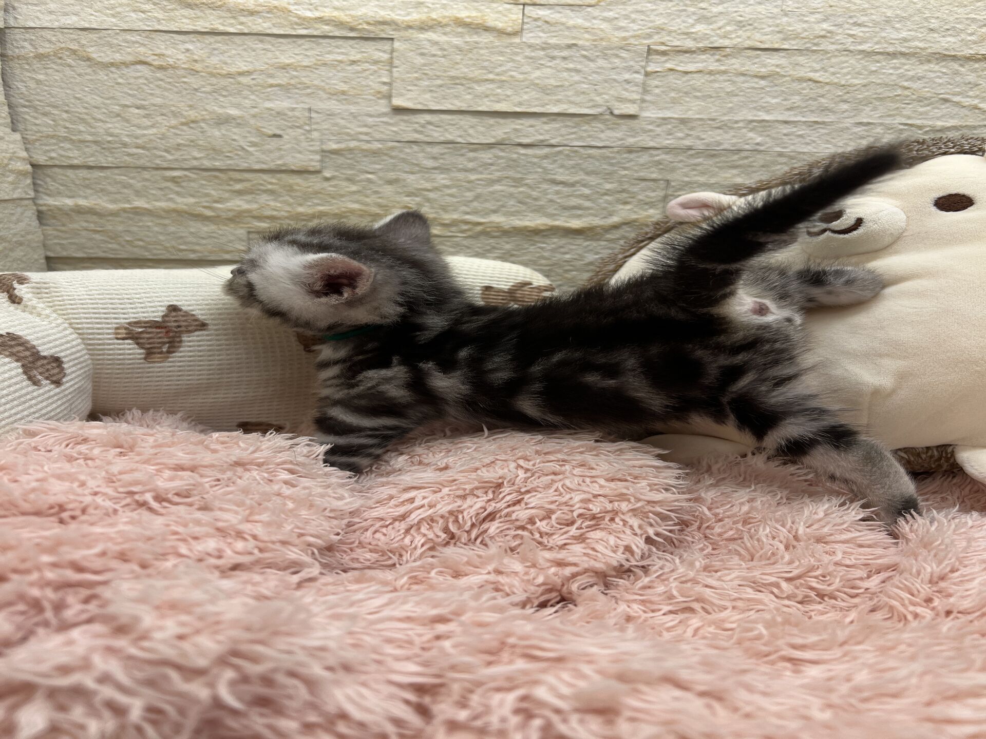 エキゾチックショートヘア　オモチ　おれんじちゃん