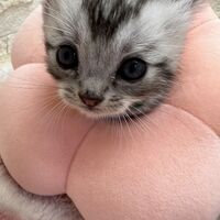 画像22360：エキゾチックショートヘア<br>　オモチ　おれんじちゃん