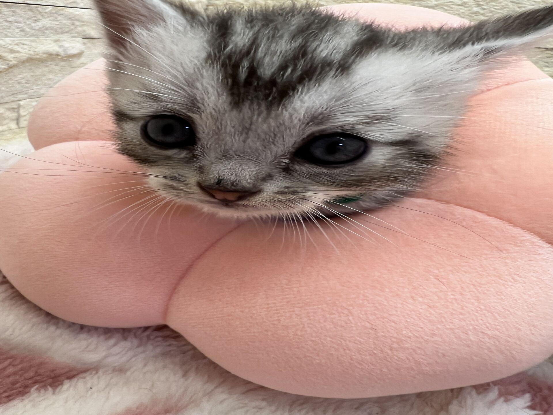 エキゾチックショートヘア　オモチ　おれんじちゃん
