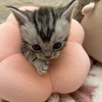 画像22361：エキゾチックショートヘア<br>　オモチ　おれんじちゃん