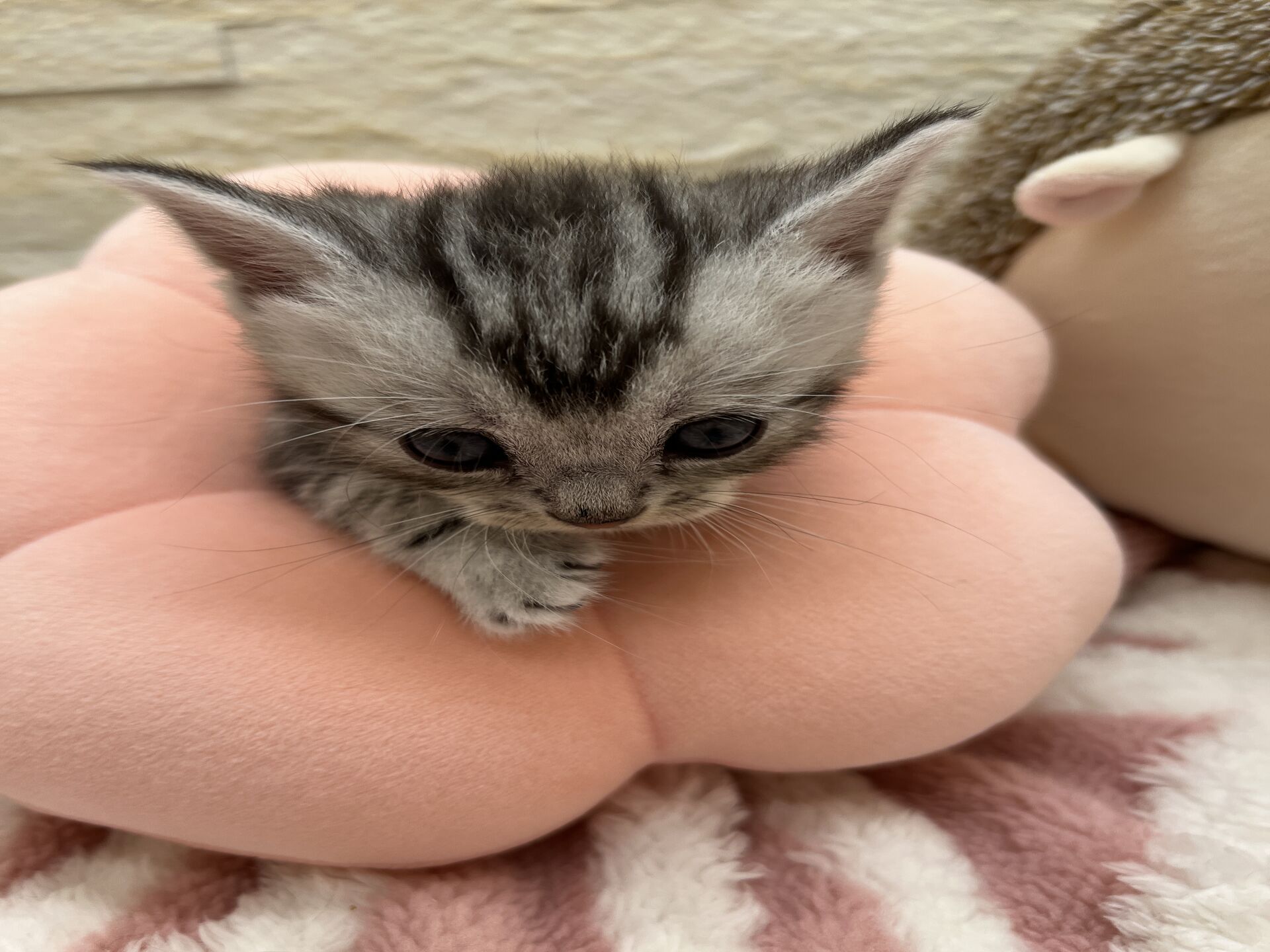 エキゾチックショートヘア　オモチ　おれんじちゃん