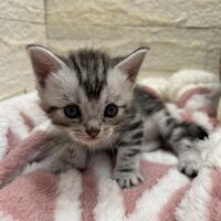 画像22362：エキゾチックショートヘア<br>　オモチ　おれんじちゃん