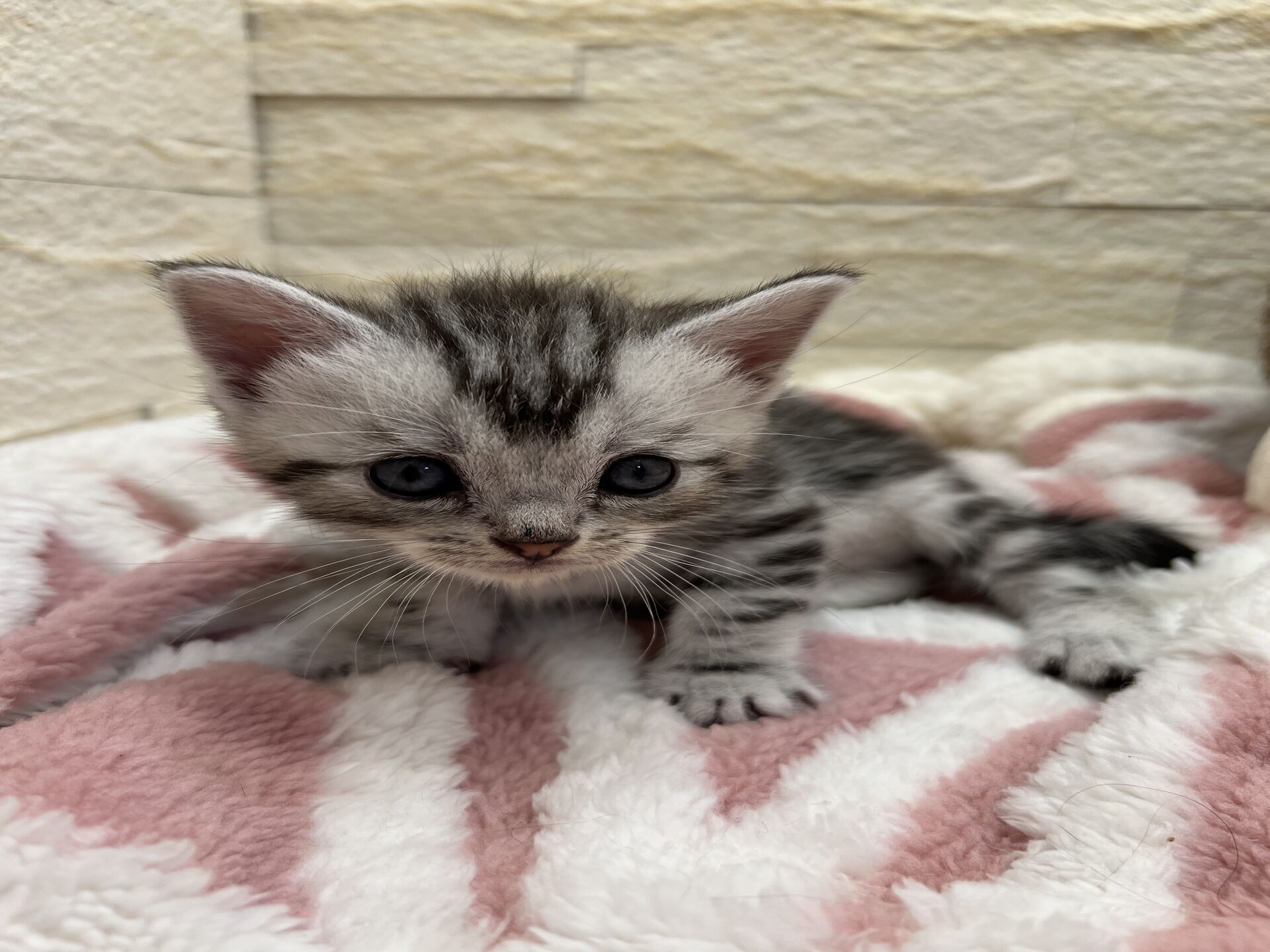 エキゾチックショートヘア　オモチ　おれんじちゃん