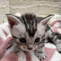 画像22363：エキゾチックショートヘア<br>　オモチ　おれんじちゃん