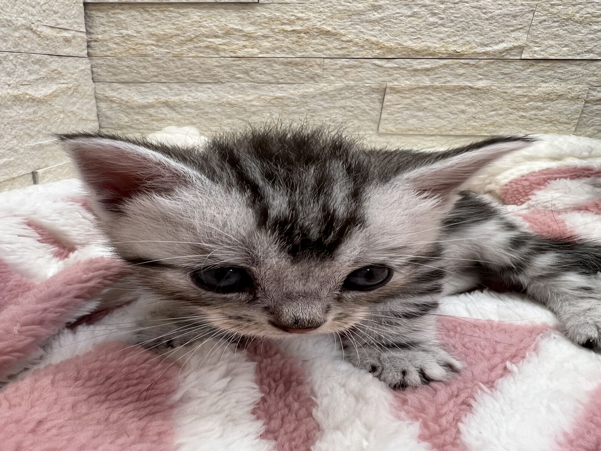 エキゾチックショートヘア　オモチ　おれんじちゃん