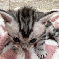 画像22364：エキゾチックショートヘア<br>　オモチ　おれんじちゃん
