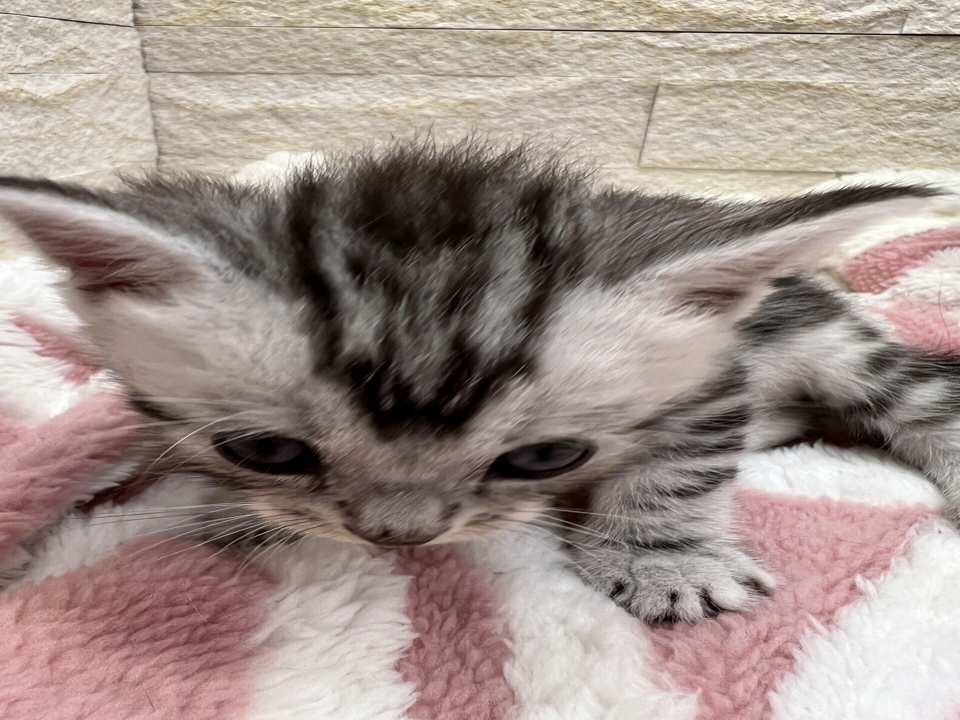 エキゾチックショートヘア　オモチ　おれんじちゃん