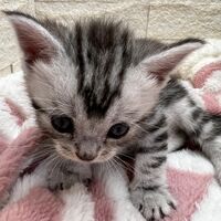 画像22365：エキゾチックショートヘア<br>　オモチ　おれんじちゃん