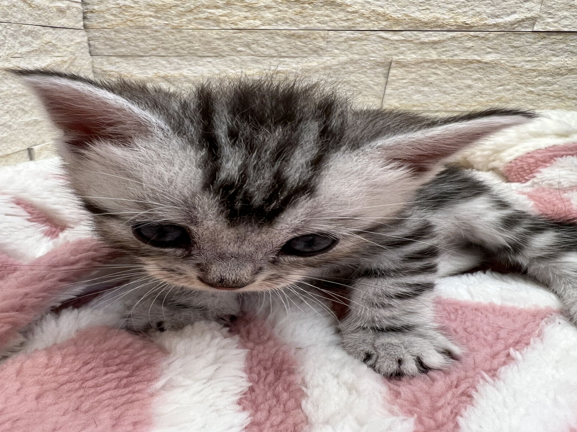 エキゾチックショートヘア　オモチ　おれんじちゃん